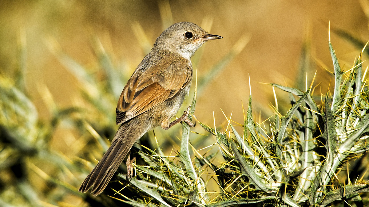 Spectacled Warbler