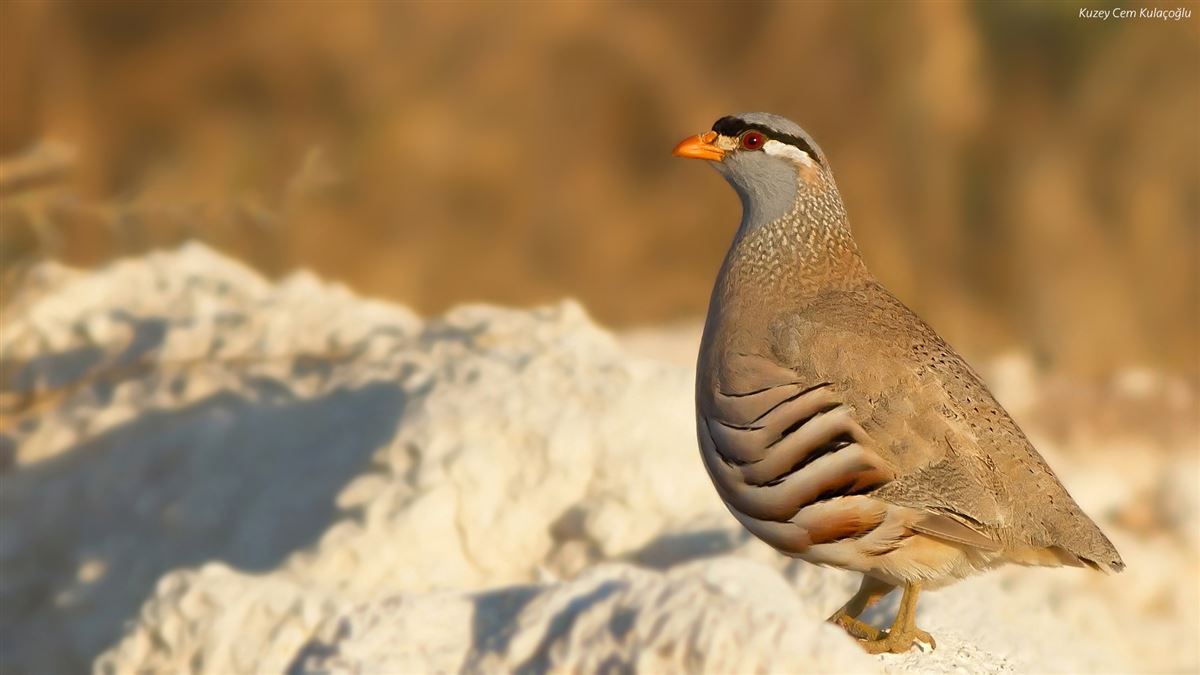 See-see Partridge