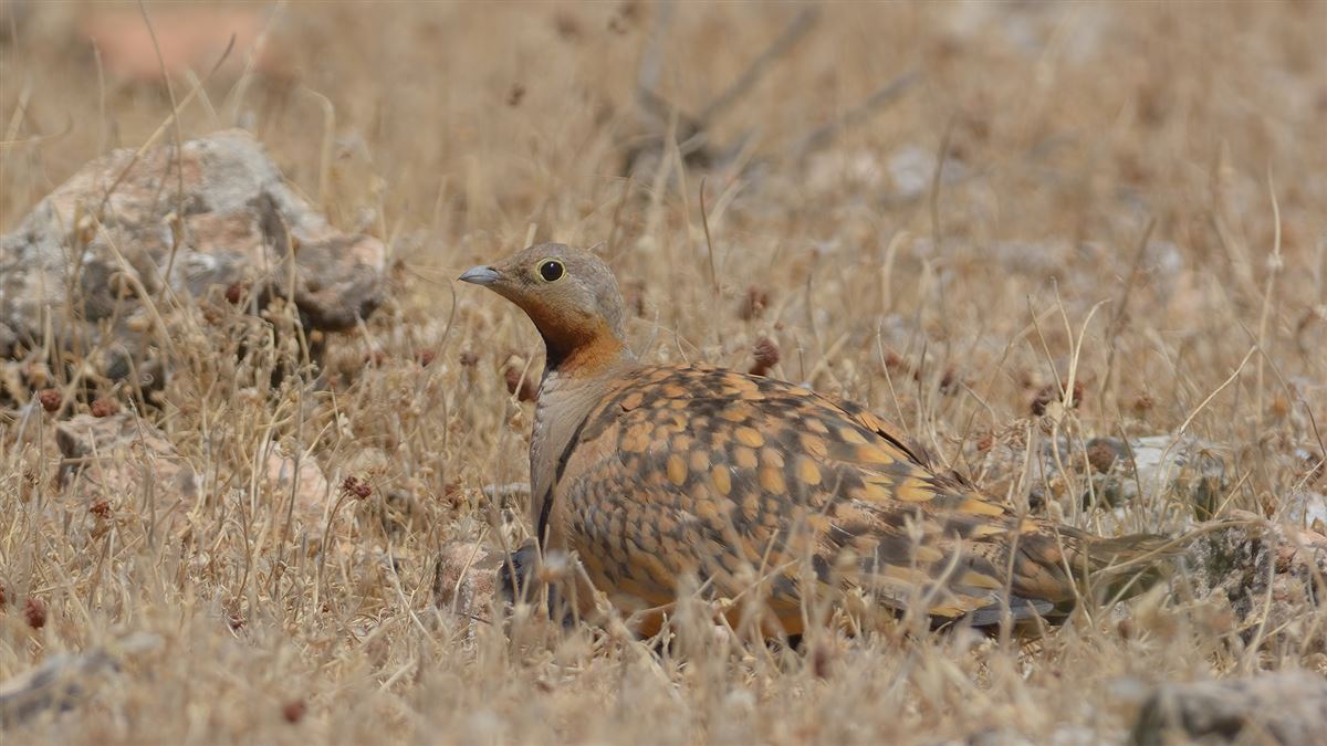 Black-bellied Sandgrouse