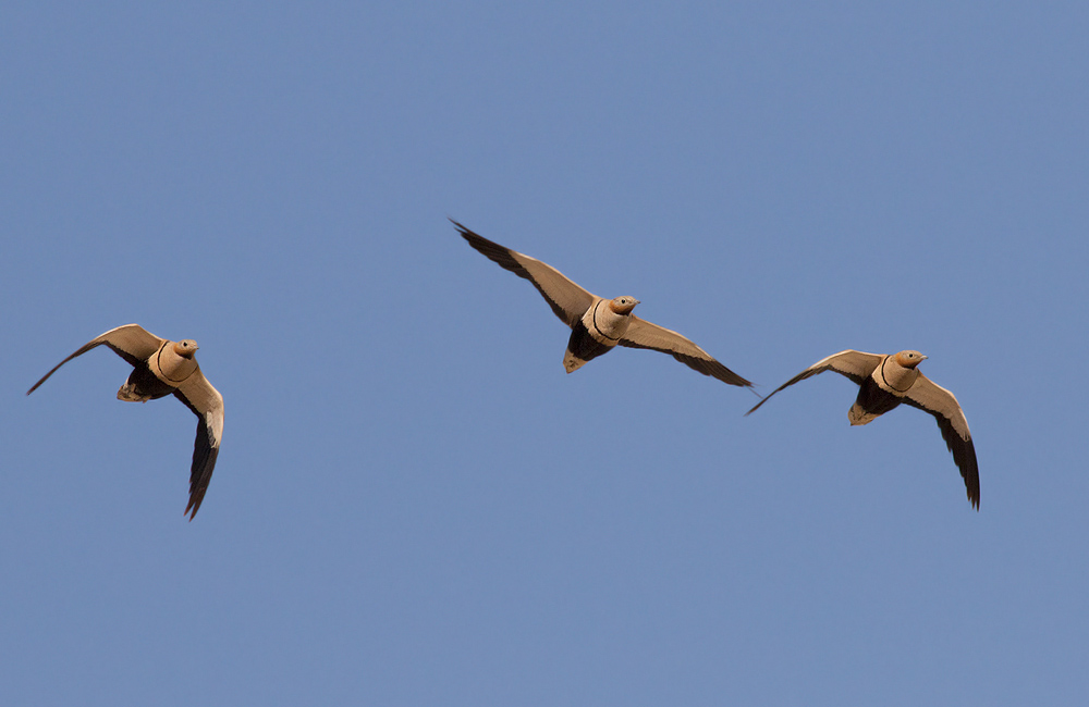 Black-bellied Sandgrouse