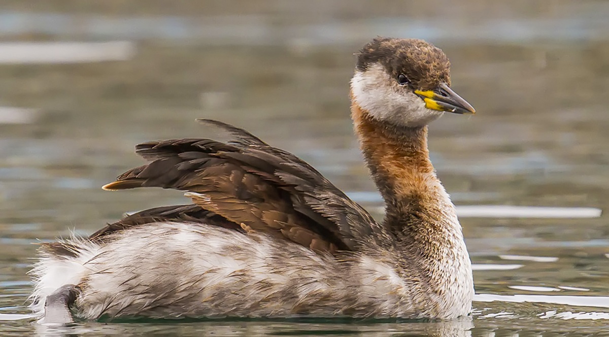 Red-necked Grebe