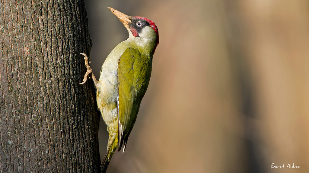 European Green Woodpecker