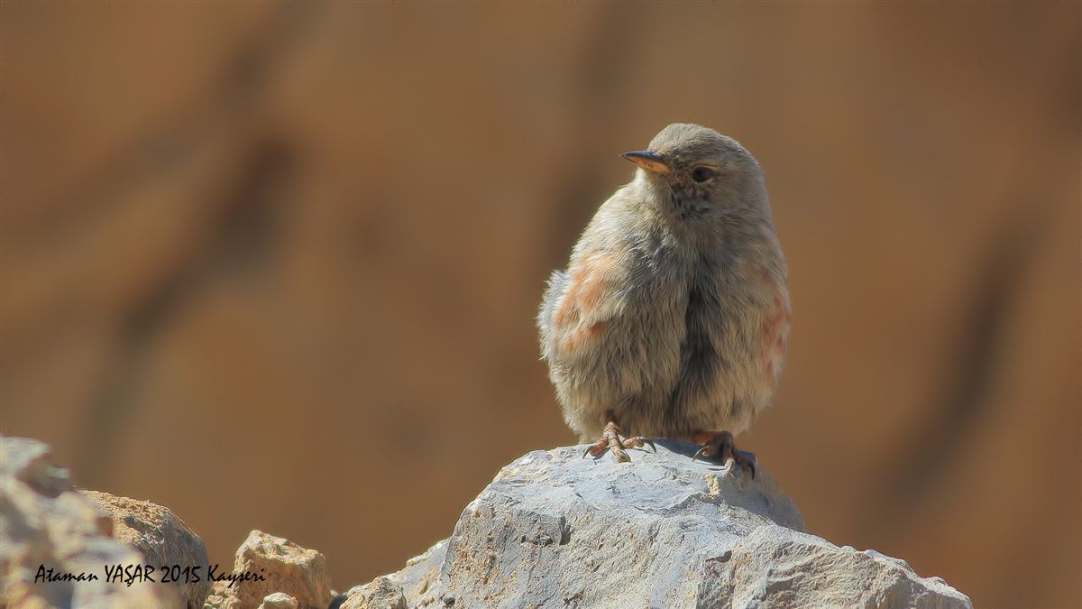 Alpine Accentor