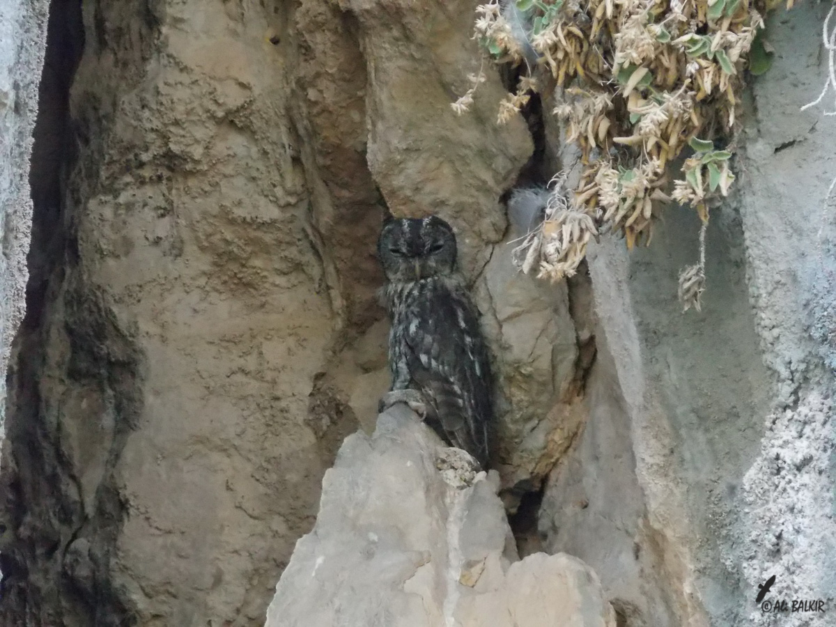 Alaca Baykuş