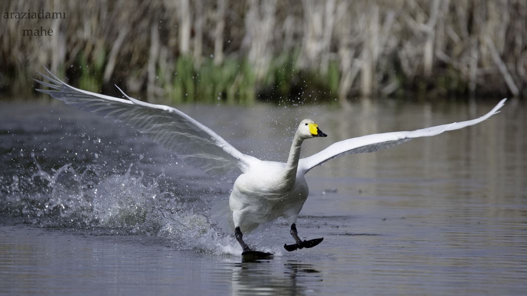 Whooper Swan