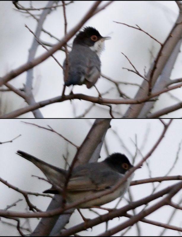 Menetries`s Warbler