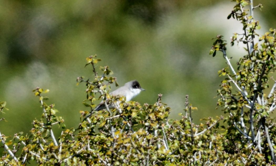 Eastern Orphean Warbler