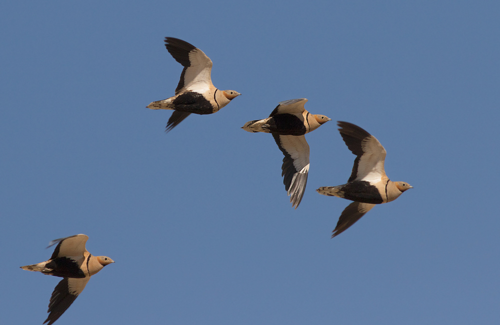 Black-bellied Sandgrouse