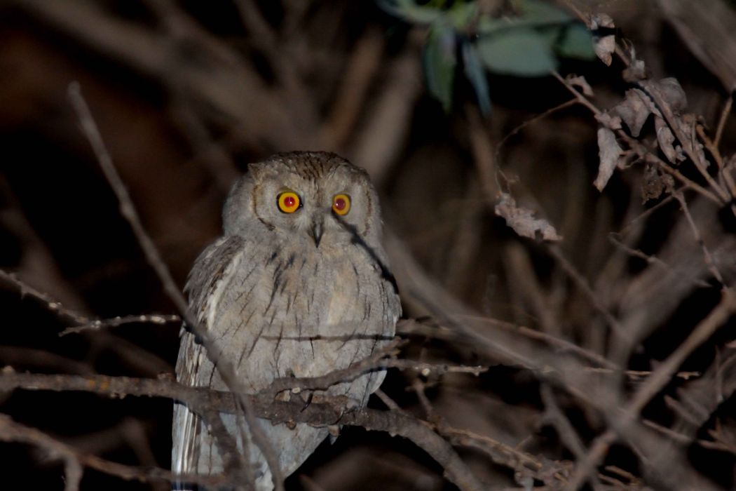 Pallid Scops Owl