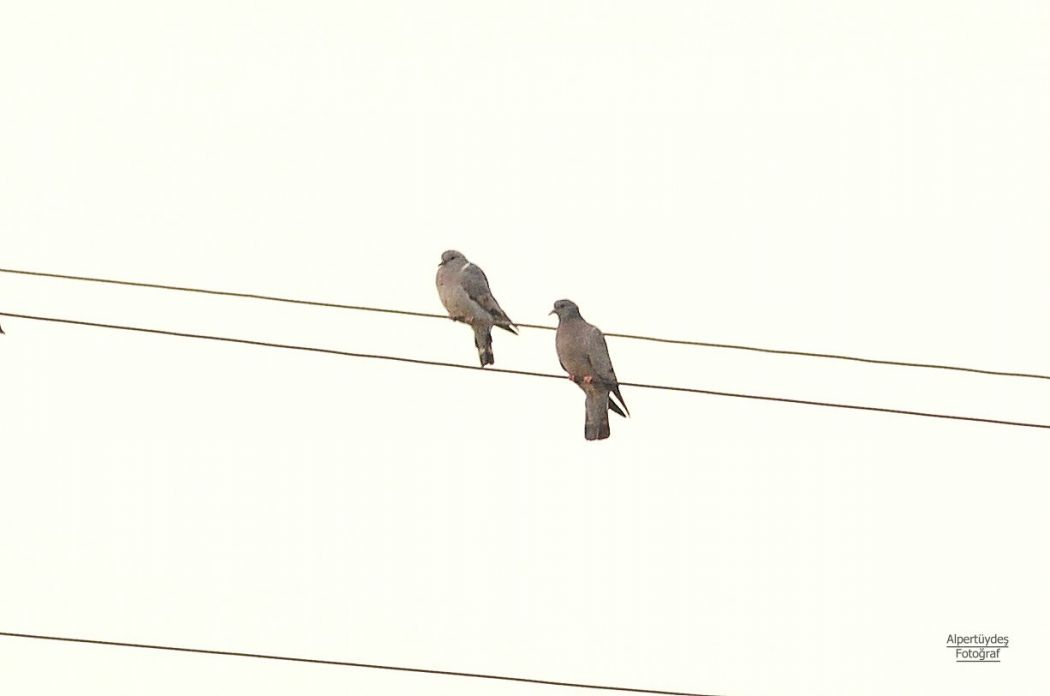 Stock Dove