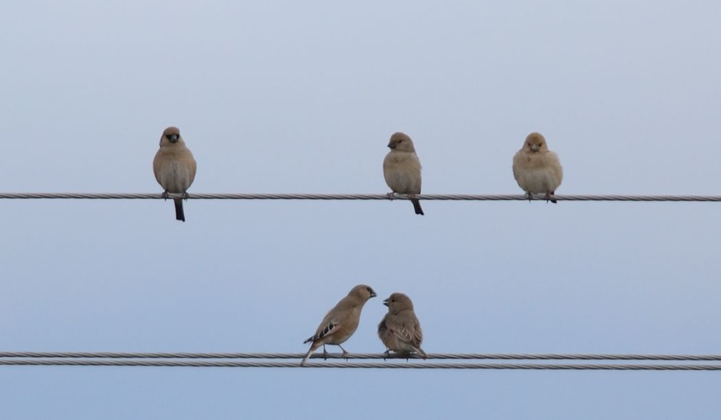 Desert Finch