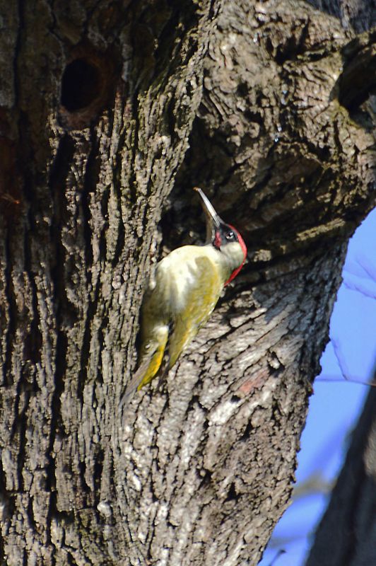 European Green Woodpecker