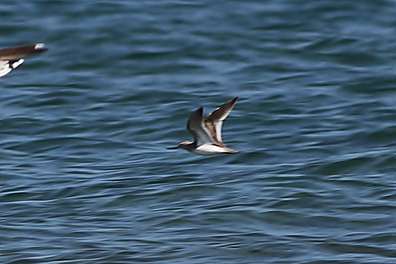 Terek Sandpiper