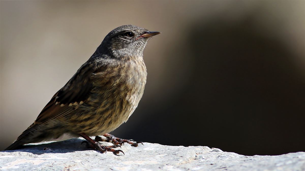 Alpine Accentor
