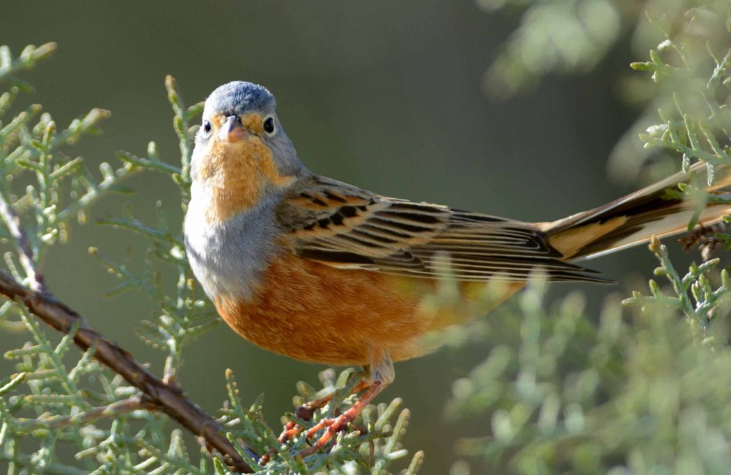 Cretzschmar`s Bunting