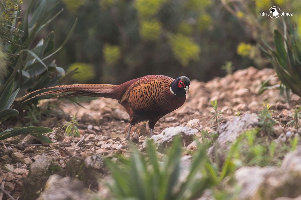Sülün