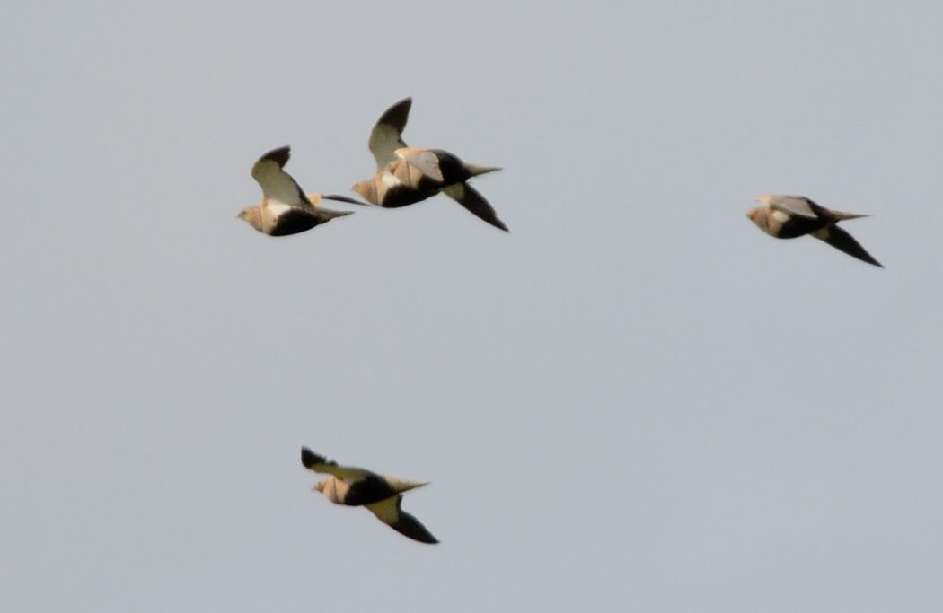 Black-bellied Sandgrouse