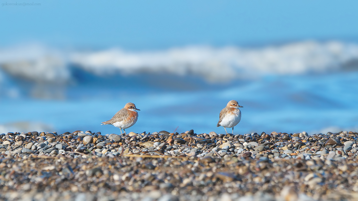 Greater Sand Plover