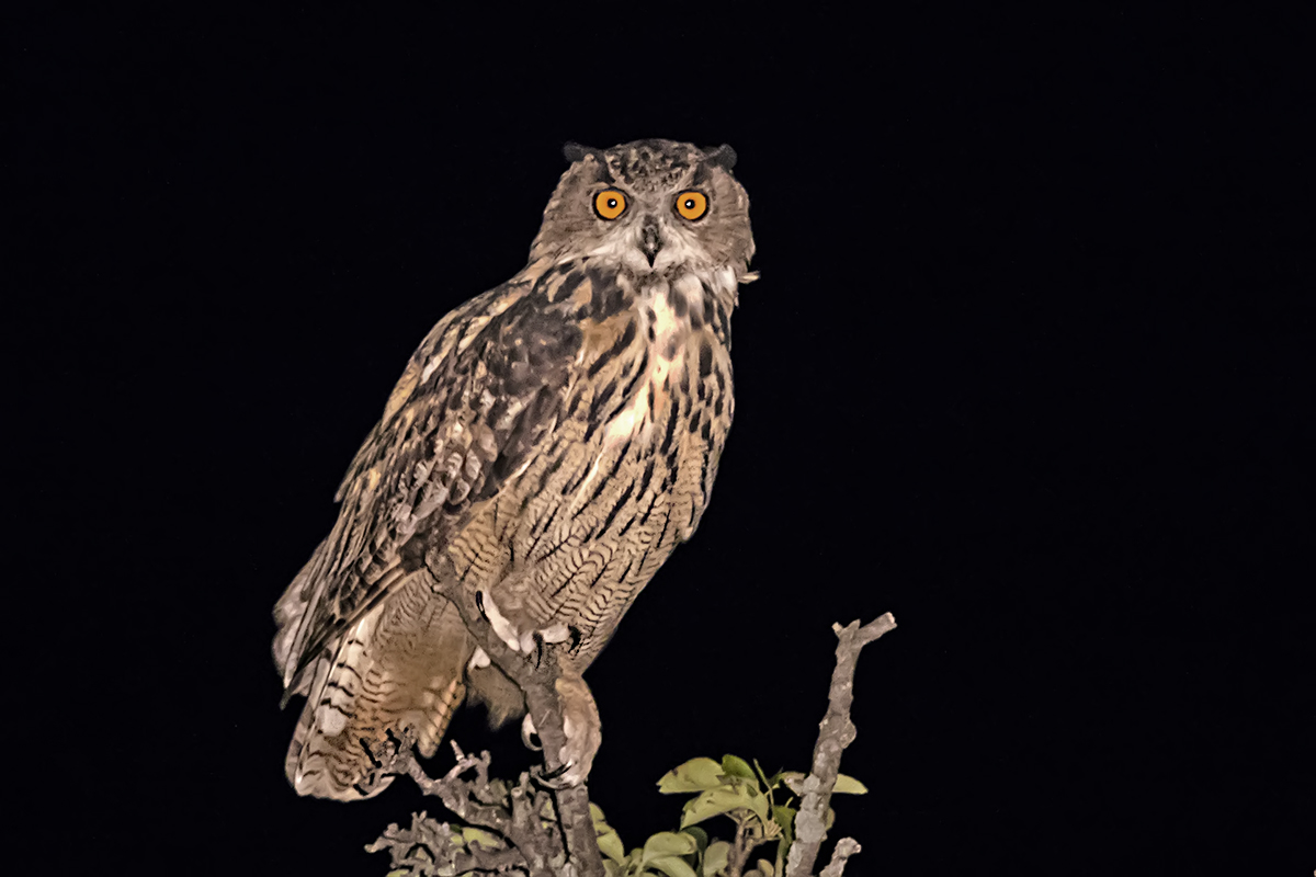 Eurasian Eagle-Owl