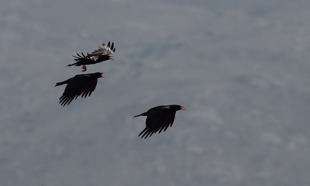 Kırmızıgagalı Dağ Kargası