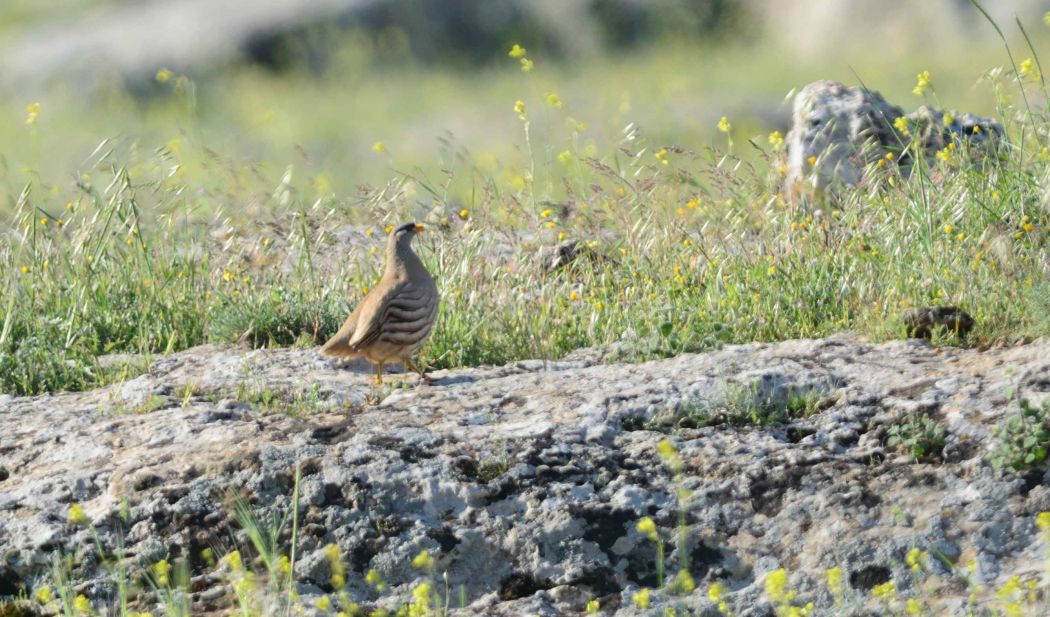 See-see Partridge