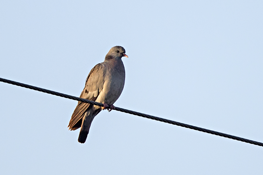 Stock Dove