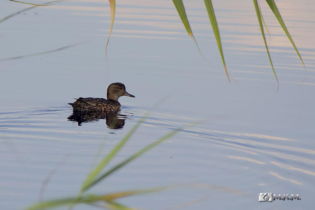 Eurasian Teal