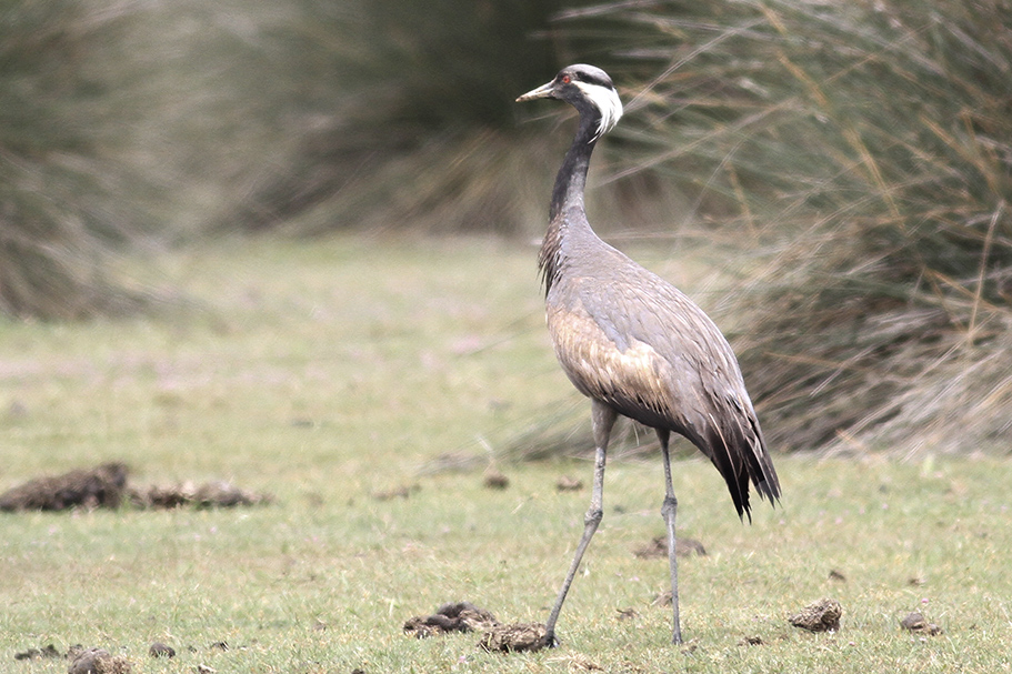 Demoiselle Crane