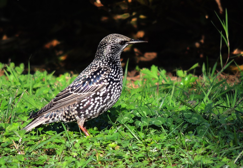Common Starling