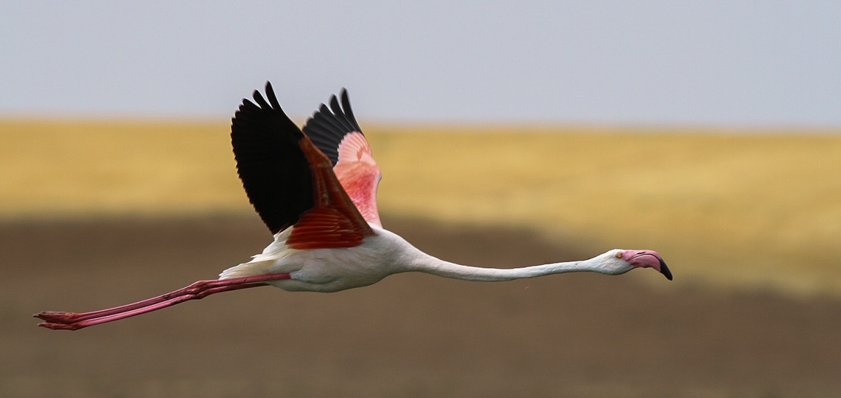 Greater Flamingo