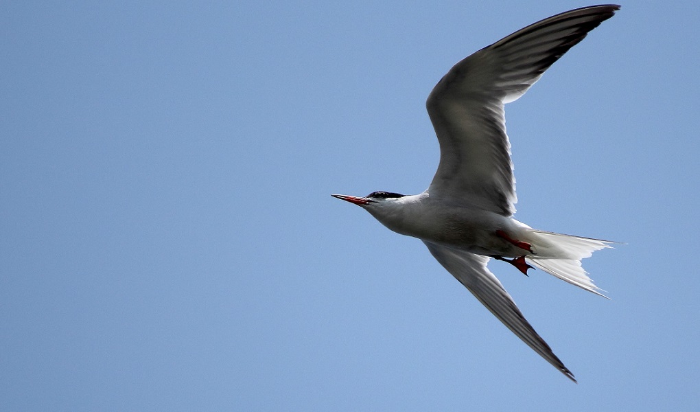 Common Tern