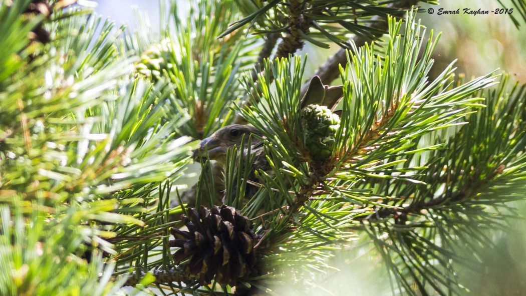 Red Crossbill