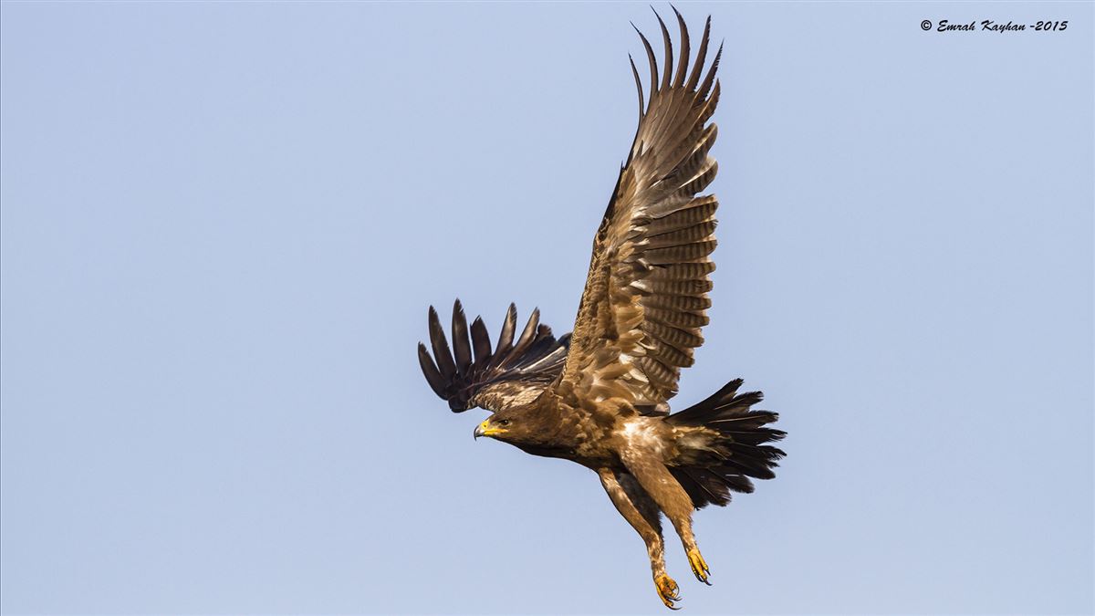 Lesser Spotted Eagle