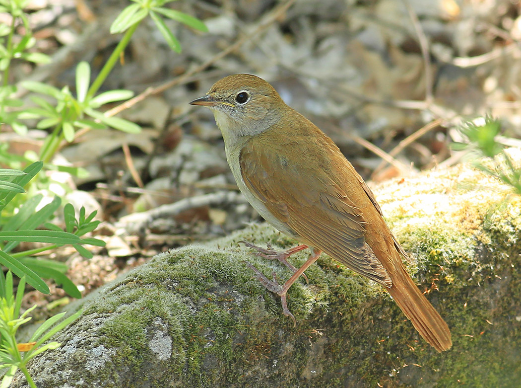 Common Nightingale