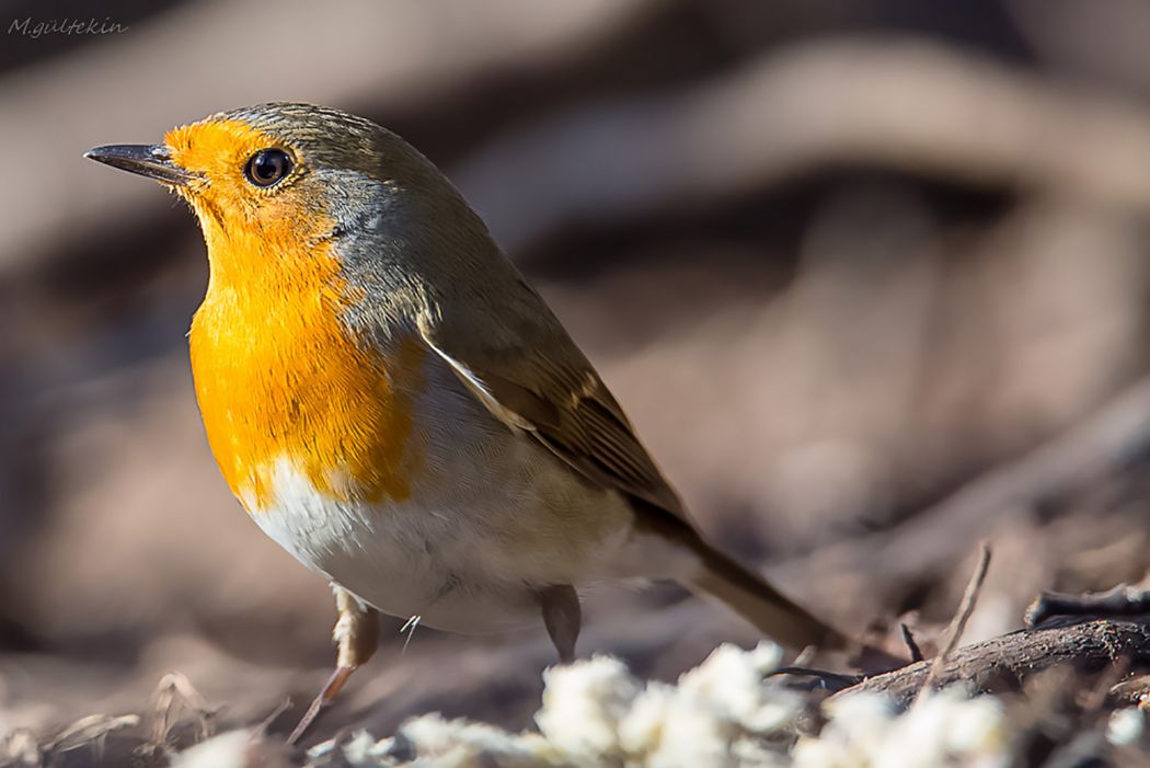 European Robin