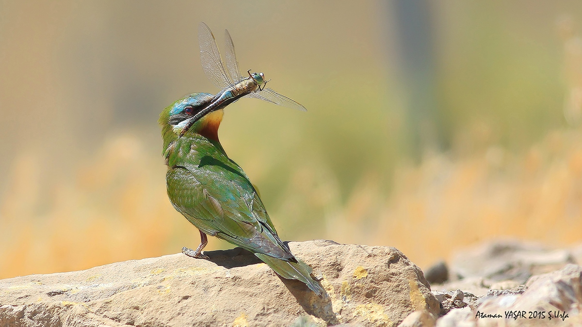 Blue-cheeked Bee-eater