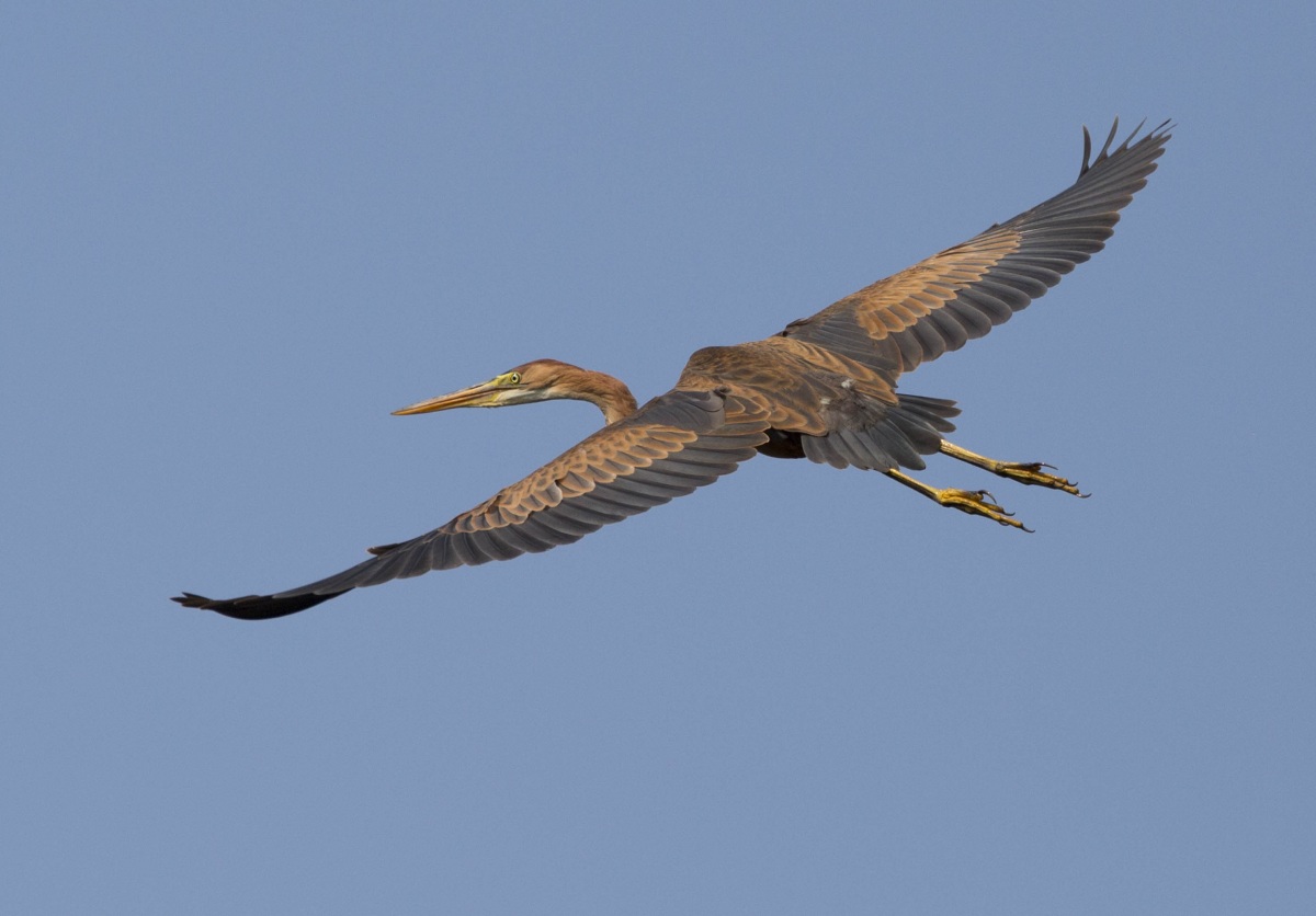 Purple Heron