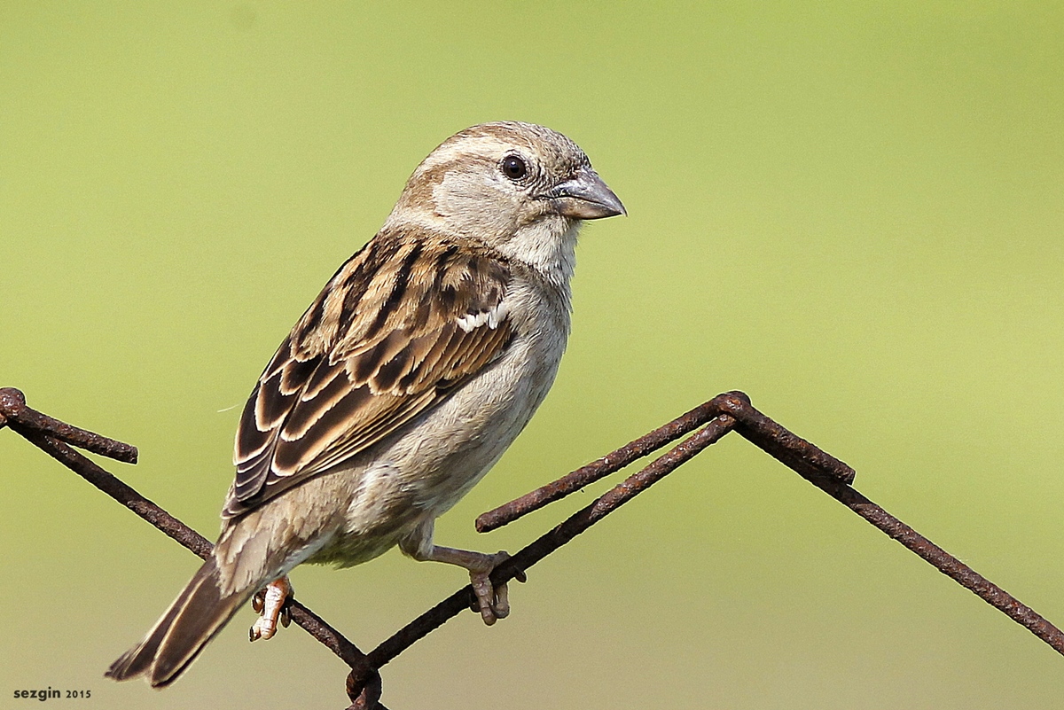 House Sparrow