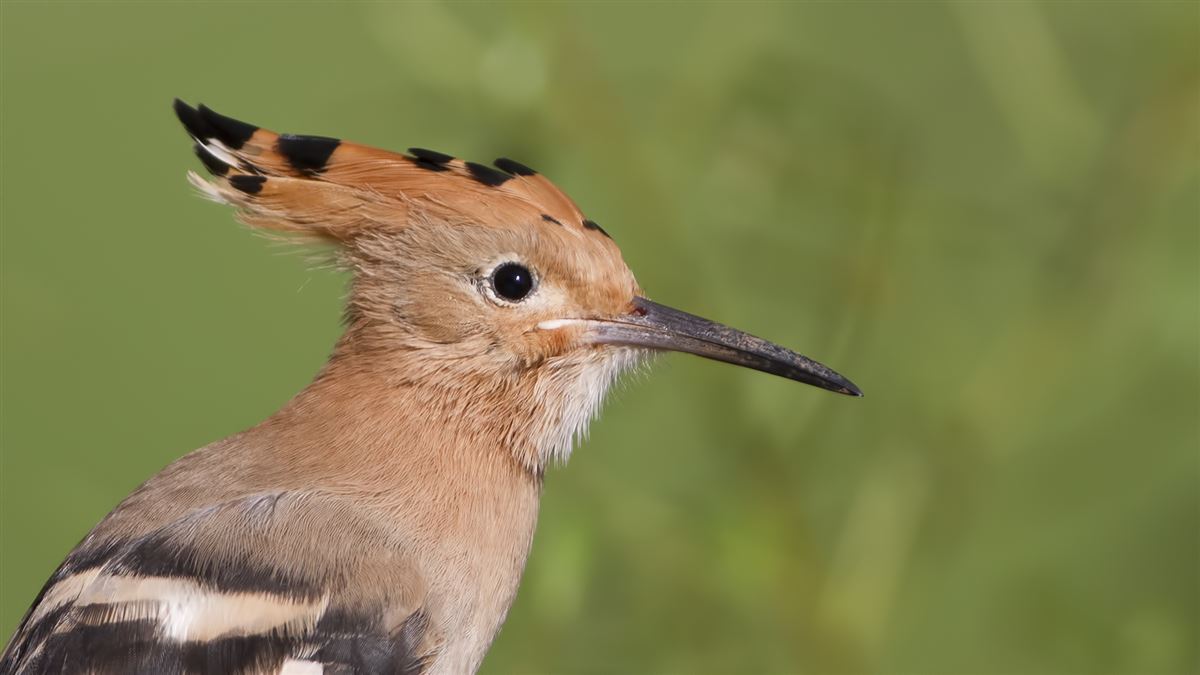 Eurasian Hoopoe