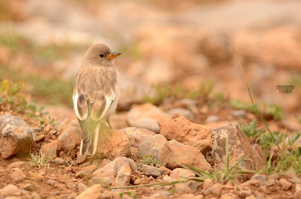 White-winged Snowfinch