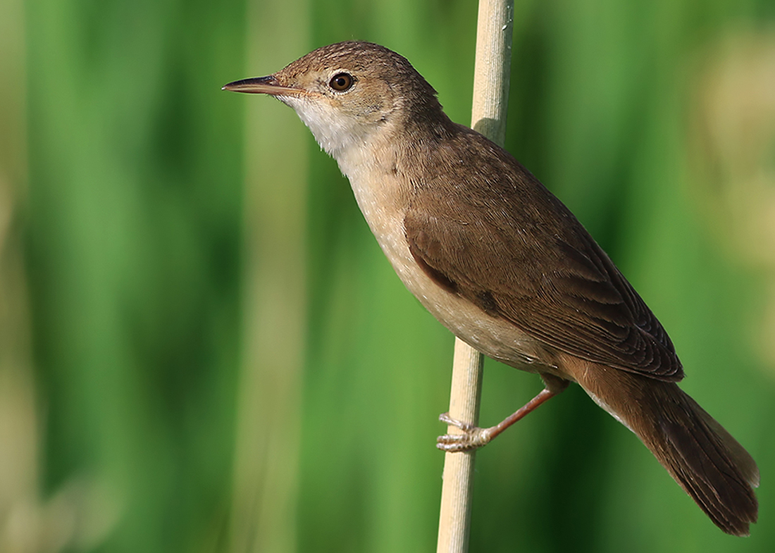 Common Reed Warbler