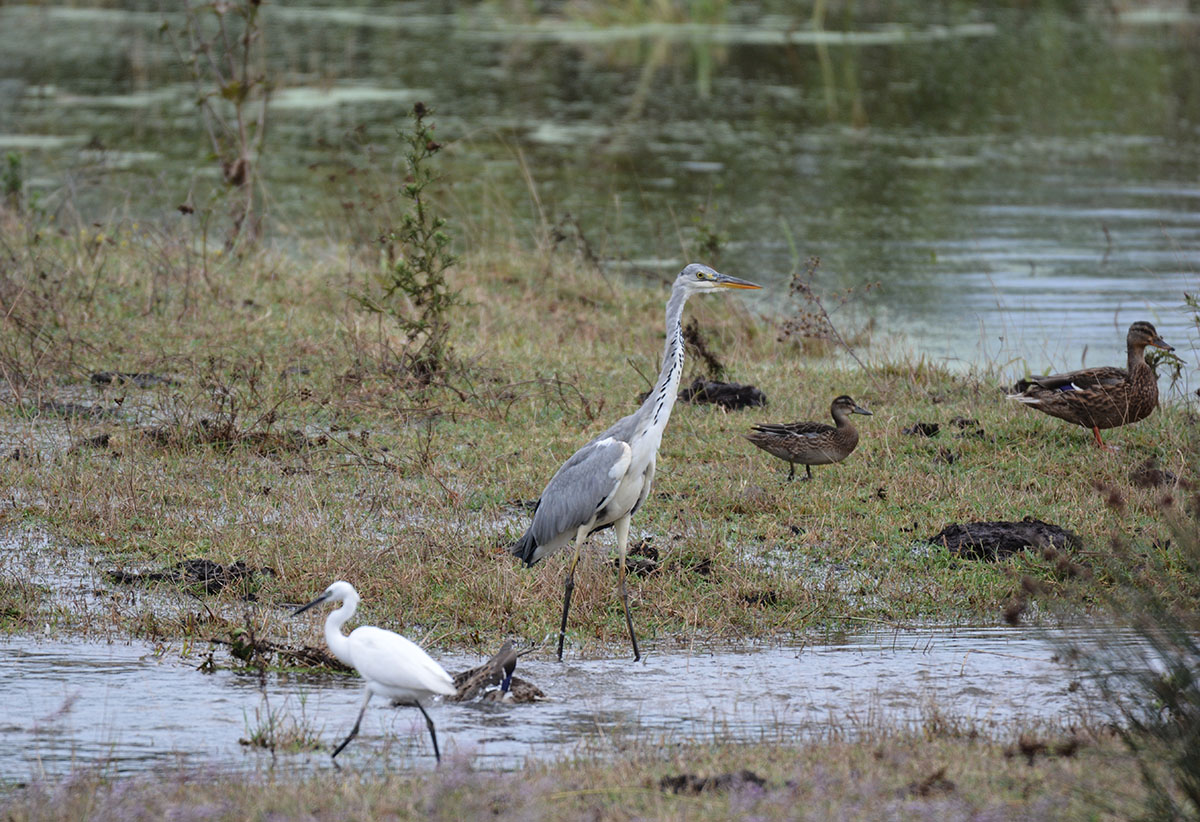 Grey Heron