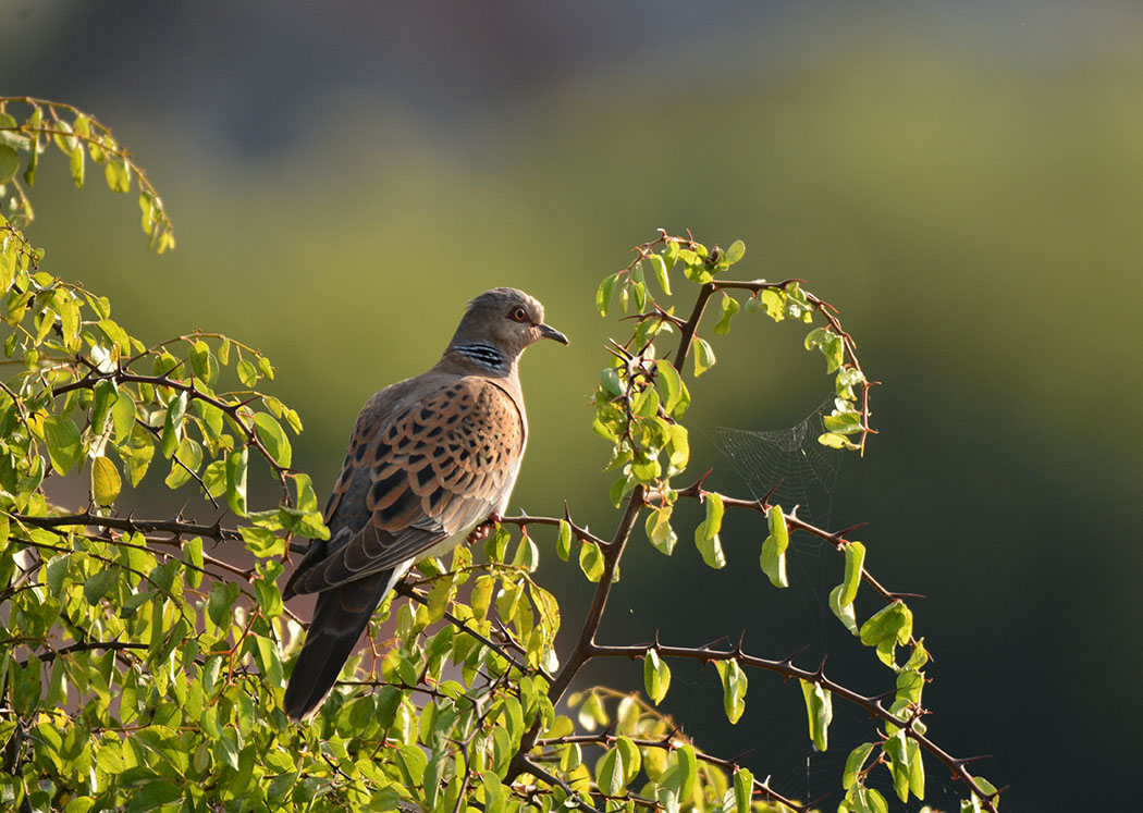 European Turtle Dove