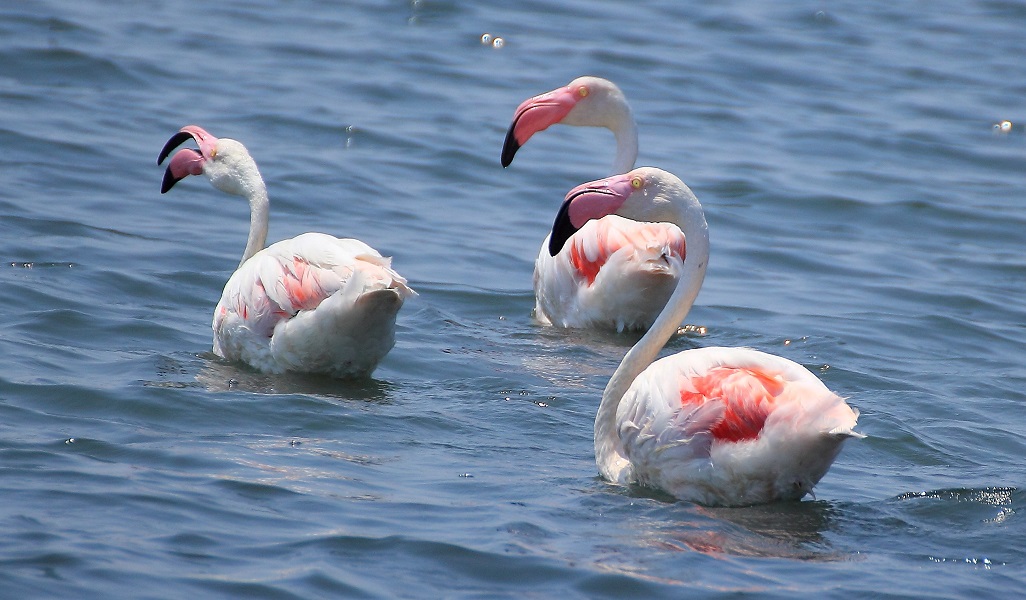 Greater Flamingo
