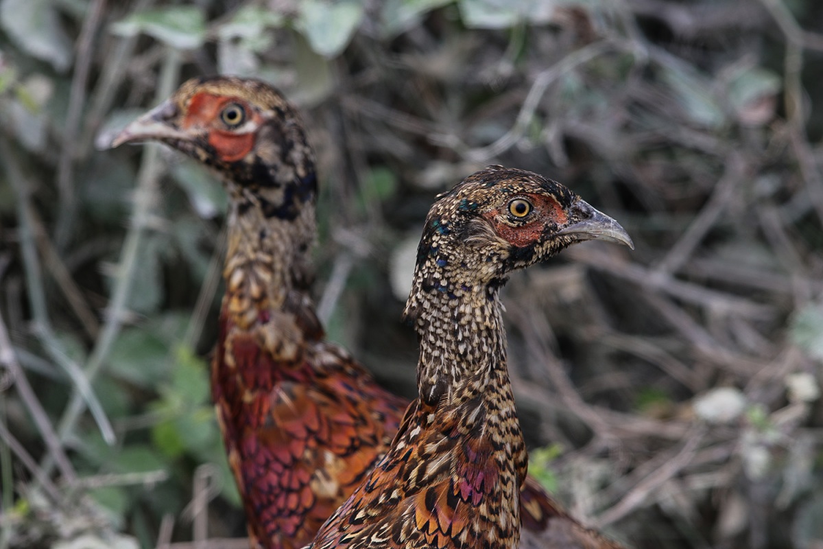Common Pheasant