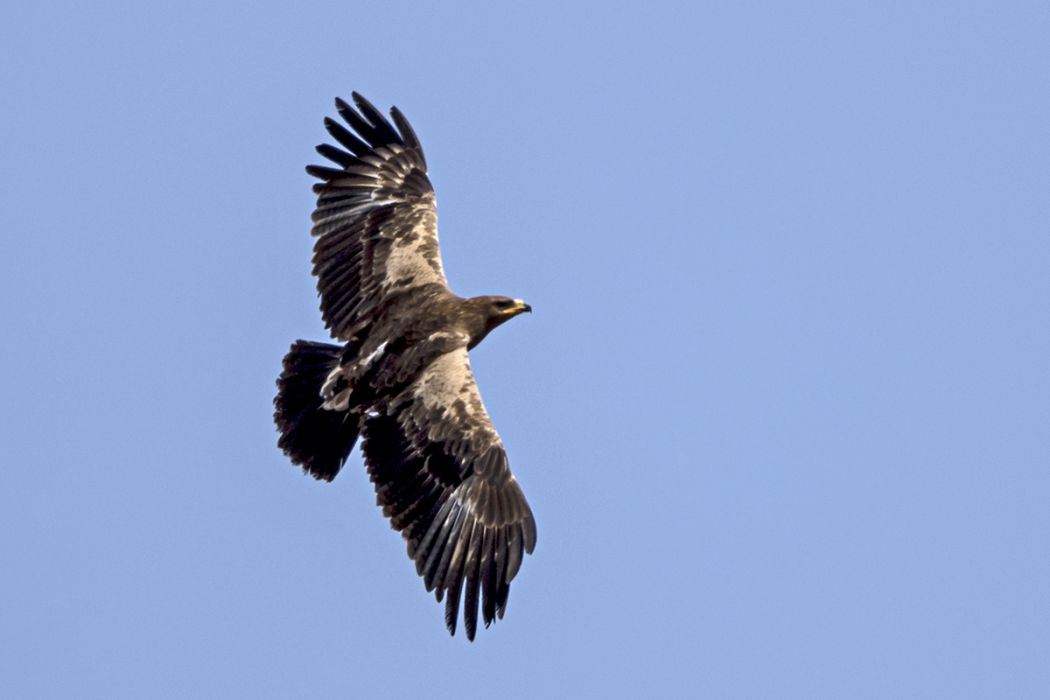 Steppe Eagle
