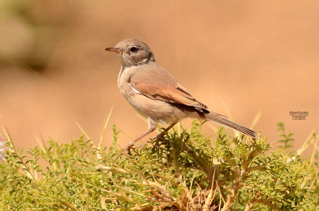 Spectacled Warbler