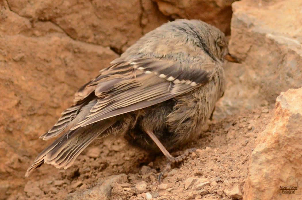 Alpine Accentor