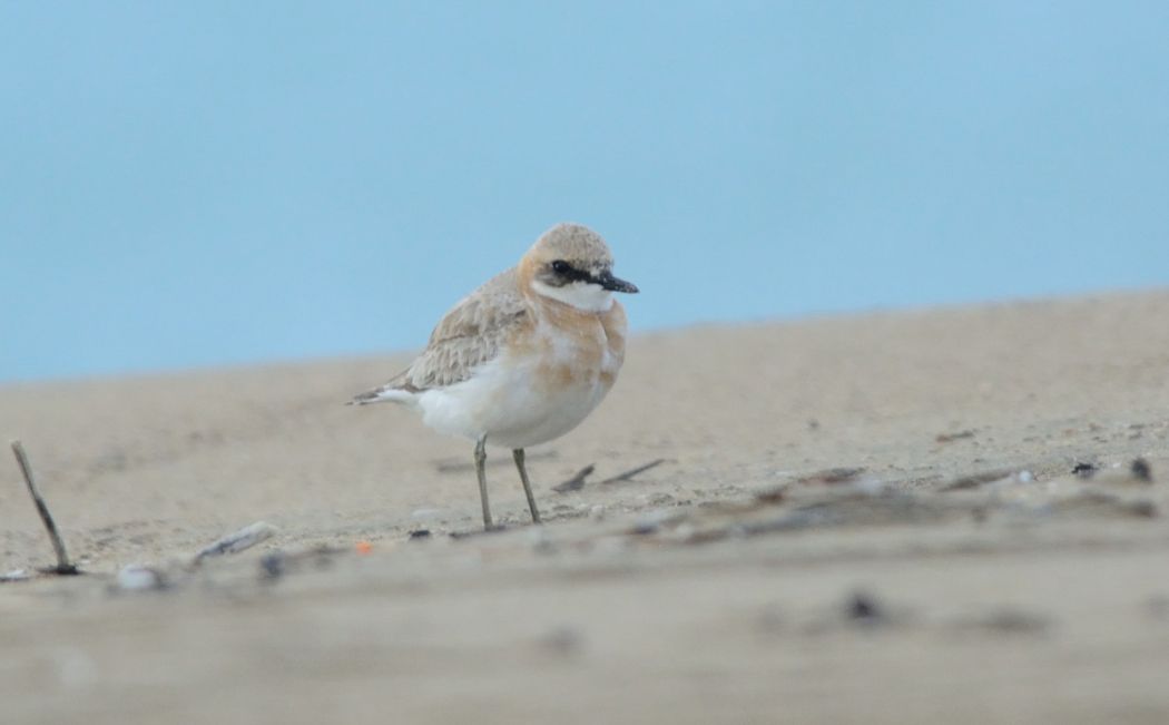 Greater Sand Plover
