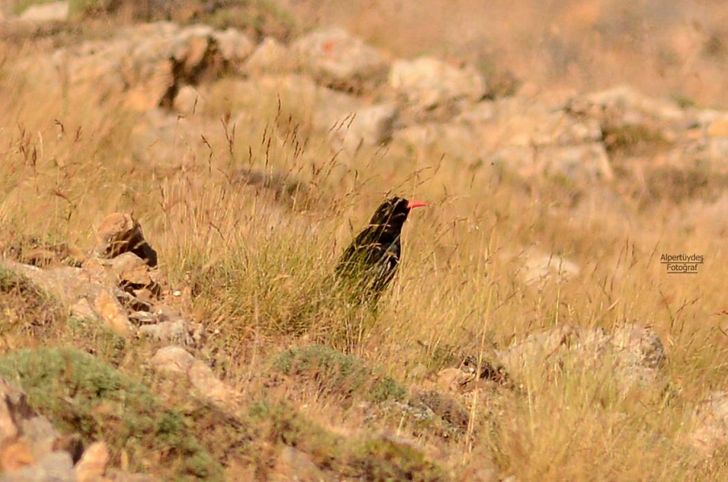 Kırmızıgagalı Dağ Kargası